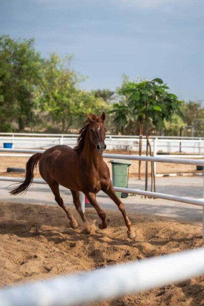 1 Hour Horseback Dubai Desert Park Ride