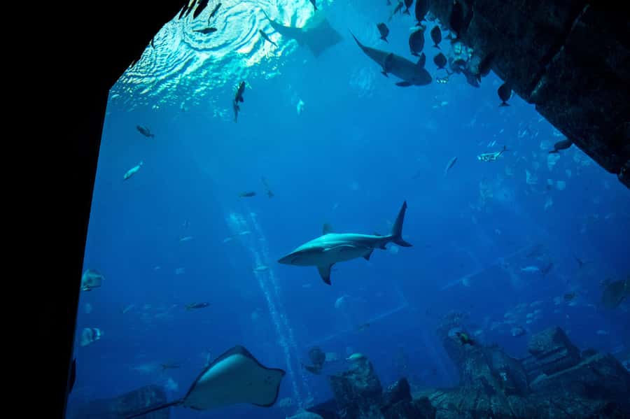 5-Day Pass: Hop-On Hop-Off, Lost World Aquarium, Dubai Frame - Audio commentary and staff support