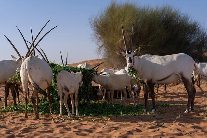 57 Camel Voyage - Why this safari feels different from the usual Dubai package