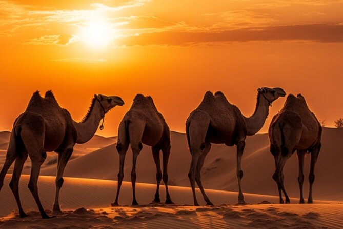 6-Hour Luxury Evening Dubai Desert Safari - BBQ Dinner Live Shows - Who will enjoy this safari most?