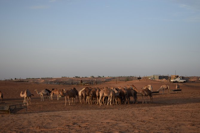 6 Hour Private Evening Desert Safari With BBQ Dinner - A Short Stop at the Camel Farm
