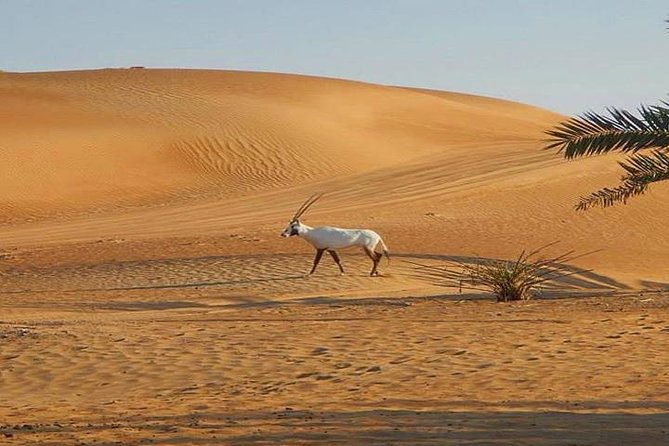 7-hour Small Group 4x4 Desert Safari Tour with Buffet Dinner in Dubai - Where the tour loses time
