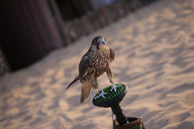 Abu Dhabi Desert Safari (Dune Bashing, BBQ Dinner, Camel Ride & Sand Skii) - Why the 2:30 pm start works well