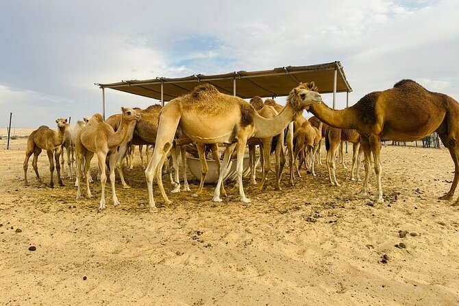 Abu Dhabi Desert Safari With BBQ Dinner & Live Shows - Sunset photos, sand boarding, and the short camel loop