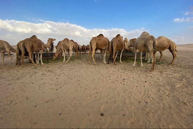 Abu Dhabi Desert safari with BBQ Dinner,Sandboarding & Camel ride - Belly dancing and the Tanura show