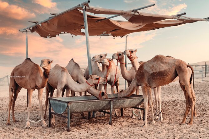 Abu Dhabi Evening Desert Safari BBQ, Camel Ride, Entertainments - Sandboarding for a Quick Burst of Fun