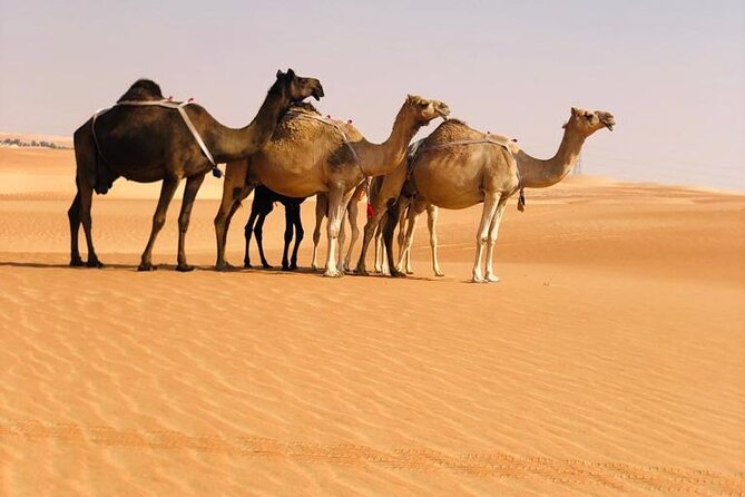 Abu Dhabi: Evening Desert Safari with Camel Ride, BBQ & Live Show - Camel rides, henna, falcons, and traditional dress