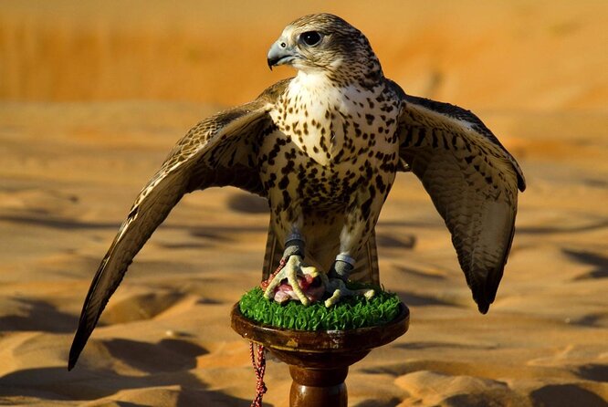 Abu Dhabi Falcon Hospital Tour - Key points to know before you go