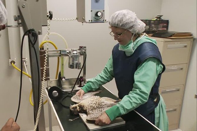 Abu Dhabi Falcon Hospital Tour - Why Abu Dhabi’s falcon hospital is worth your time