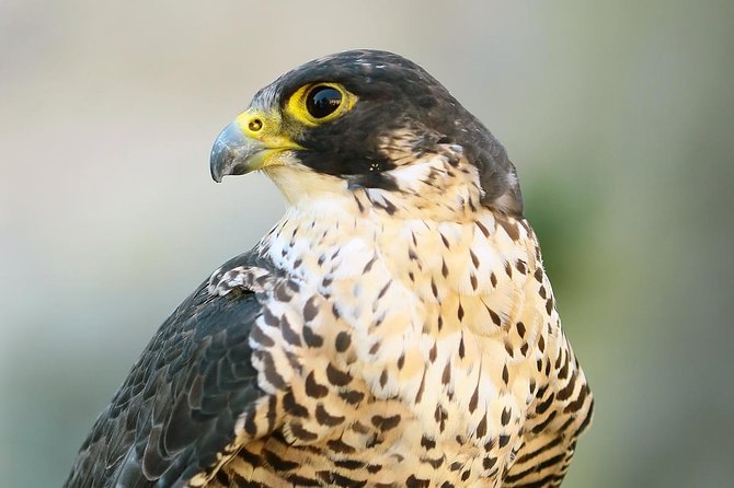Abu Dhabi Falcon Hospital Tour - Learning the Bedouin connection