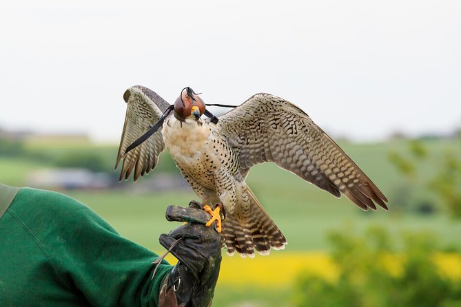 Abu Dhabi Falcon Hospital Tour - Starting with the hospital’s working birds