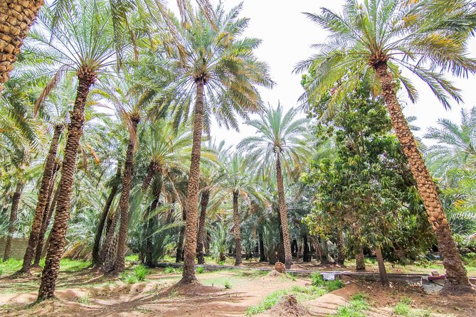 Al Ain City Sightseeing tour with Lunch from Dubai - Key Things To Know Before You Book