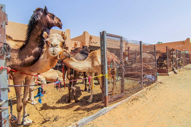 Al Ain City Sightseeing tour with Lunch from Dubai - Qasr Al Muwaiji Opens the Historical Story