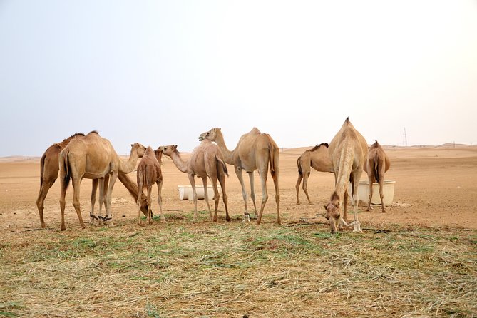 Al Ain Desert Safari with Buffet Dinner - Dune bashing and sunset views from the sand
