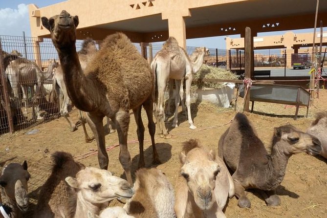 Al Ain Garden City Tour From Dubai - Why Al Ain makes a good break from Dubai