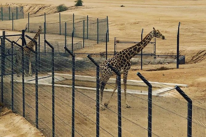 Al Ain Garden City Tour From Dubai - The drive from Dubai to Al Ain