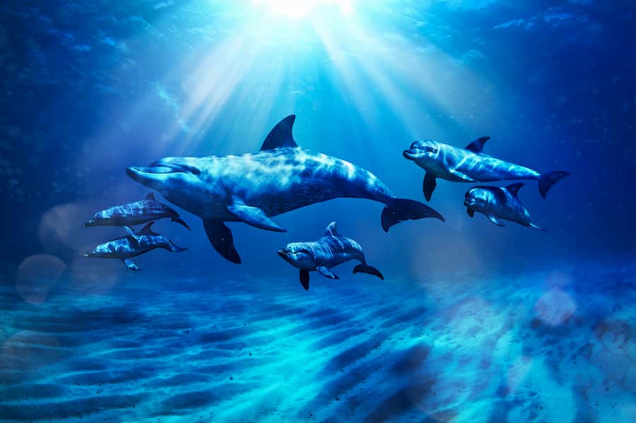 Aquaventure World: Dolphin Paddle and Waterpark Day Pass - What the Dolphin Paddle actually involves
