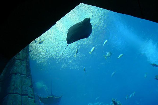 Atlantis Lost-Chamber Aquarium Dubai - The Ambassadors Lagoon deserves your time