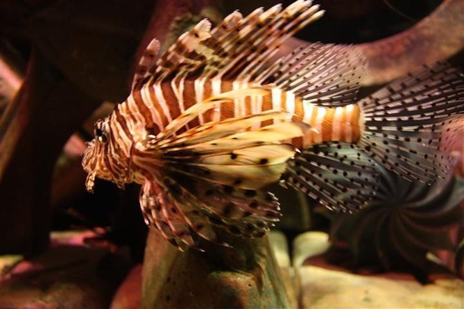 Atlantis Lost-Chamber Aquarium Dubai - How long should you allow?