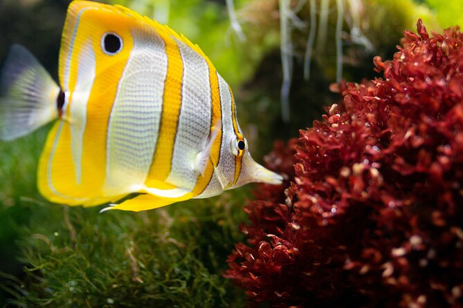 Burj Khalifa and Dubai Aquarium Combo Entrance Ticket - Burj Khalifa floors 124 and 125