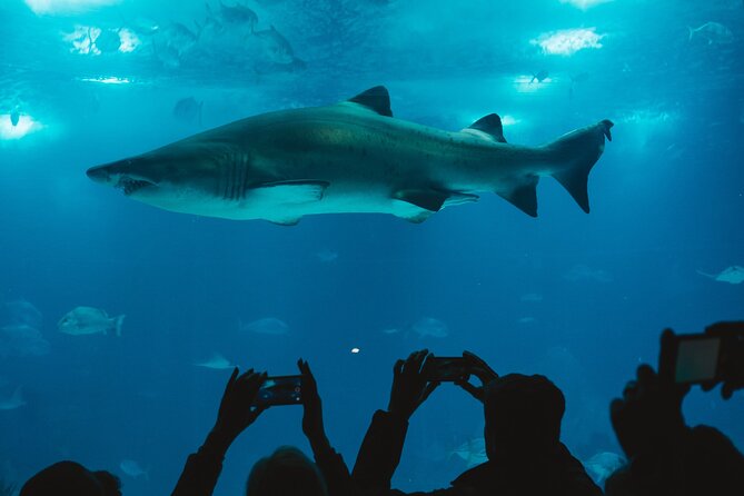 Burj Khalifa and Dubai Aquarium Combo Entrance Ticket - Who will get the most from this combo?