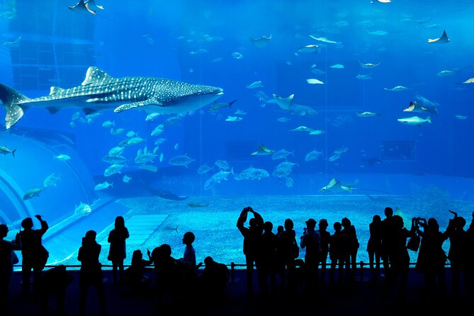 Burj Khalifa, Dubai Aquarium & UWZ with Penguin Cove Entry Ticket - The Dubai Aquarium’s Giant Tank and Tunnel
