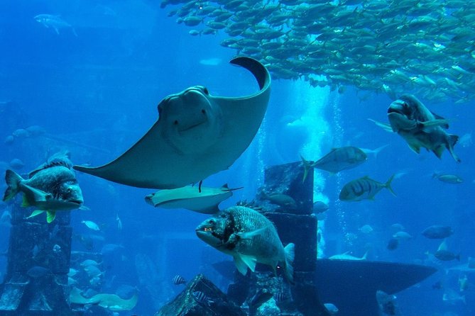 Burj Khalifa, Dubai Aquarium & UWZ with Penguin Cove Entry Ticket - Crowds, Queues, and Time at the Tower