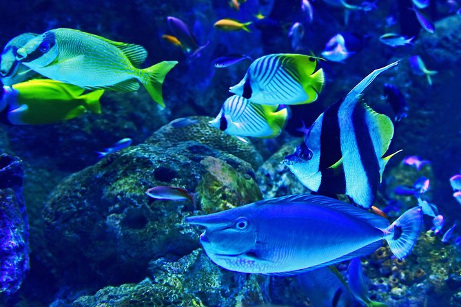 Burj Khalifa, Dubai Aquarium & UWZ with Penguin Cove Tickets - Finding the right entrance and ticket point