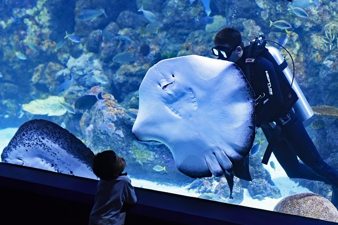 Burj Khalifa, Dubai Aquarium & UWZ with Penguin Cove Tickets - Is the $118.75 price good value?