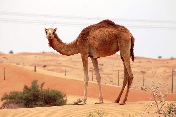 Camel Farm Visit - Dubai UAE - Key points before you book