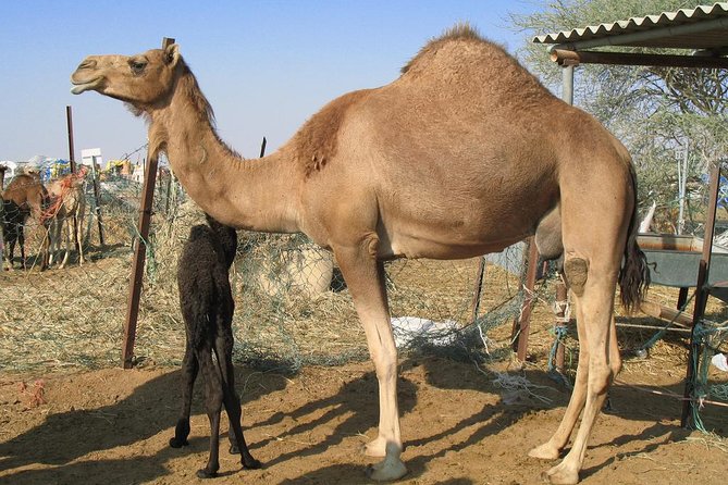 Camel Farm Visit - Dubai UAE - Why this camel visit feels different from a standard safari