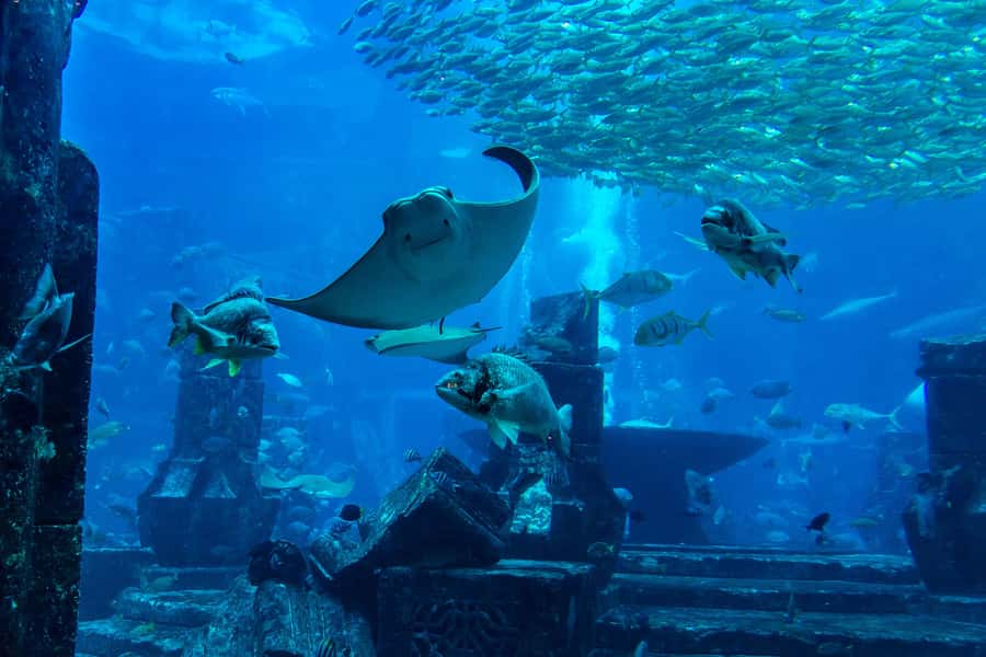 City Sightseeing Dubai HOHO Bus Tour, Aquaventure & More - What this Dubai package really gives you