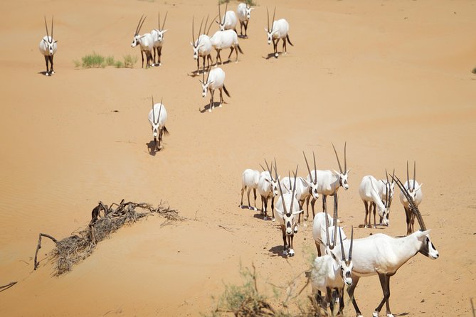 Desert Conservation Wildlife Drive & Breakfast at Al Maha Resort - Leaving Dubai before the heat builds