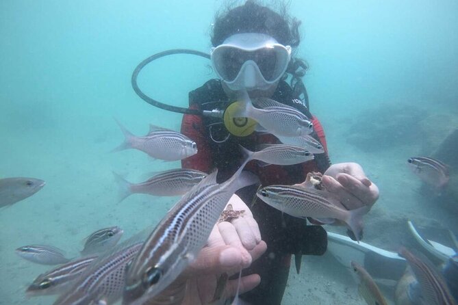Discovery Scuba Diving in Dubai - Is $102 a fair price?