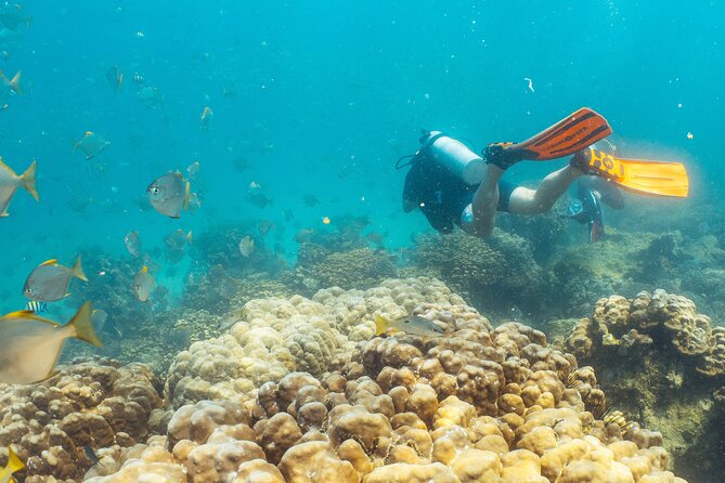 Dive trip to the coral reefs of Fujairah for certified scuba divers - What the Two Underwater Sessions Are Like