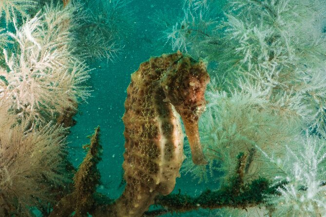 Dive trip to the coral reefs of Fujairah for certified scuba divers - Marine Life: Turtles, Sharks, and Reef Fish