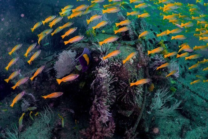 Dive trip to the coral reefs of Fujairah for certified scuba divers - The 6:00 a.m. Start at Jumeirah