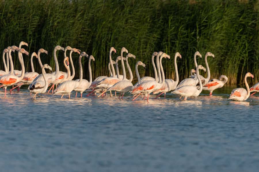 Dubai: Al Marmoom and Al Qudra Lakes Guided Tour with Dinner - Booking advice and final verdict