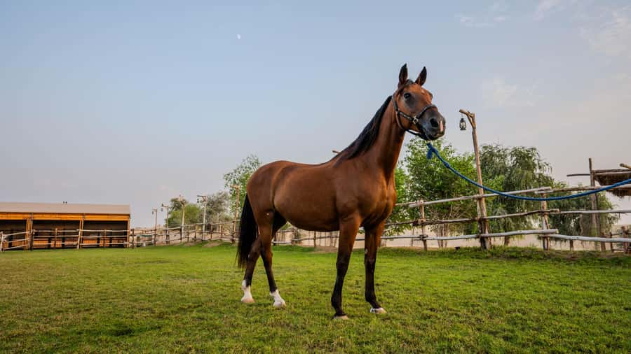 Dubai: Al Marmoom Oasis Horse Riding Experience with Snack - Reaching Al Salah Stud in Al Marmoom