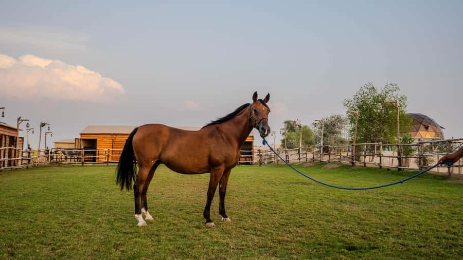 Dubai: Al Marmoom Oasis Horse Riding Experience with Snack - Is $41 good value?