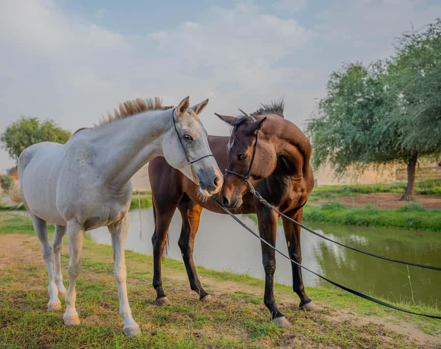 Dubai: Al Marmoom Oasis Horse Riding Experience with Snack - Who will enjoy this most?