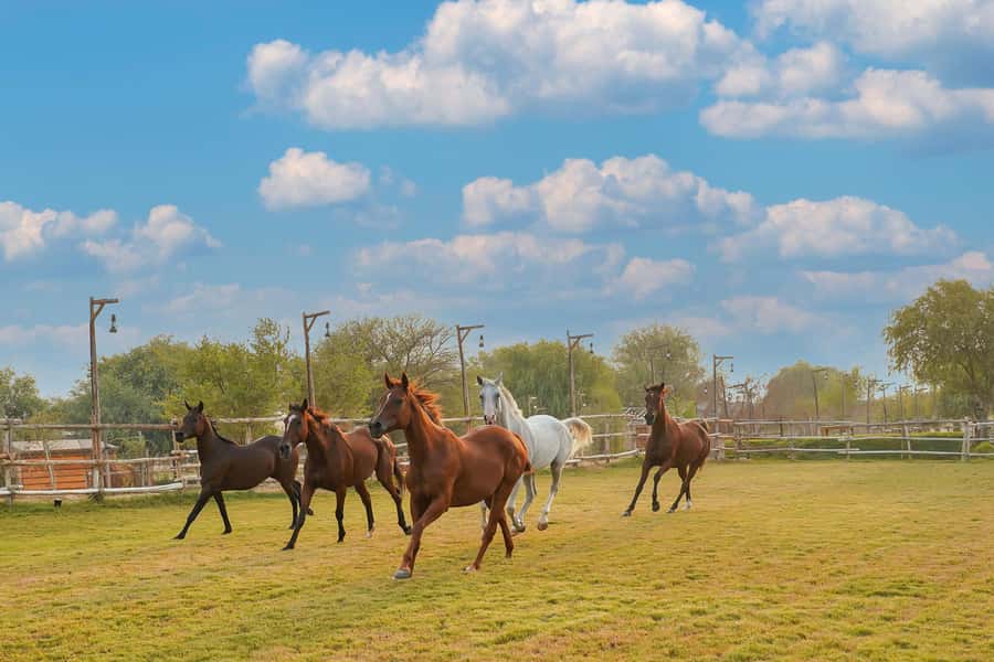 Dubai: Al Marmoom Oasis Horse Riding Experience with Snack - Starting with tea, dates, and the stable visit