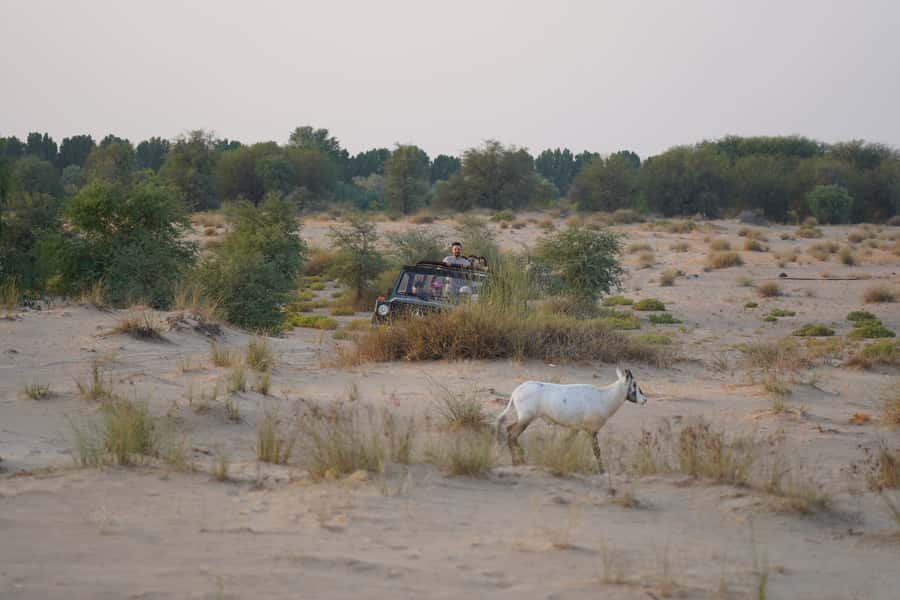 Dubai: Al Marmoom Oasis Safari, Animal Spotting & Breakfast - Arrival at the Bedouin village