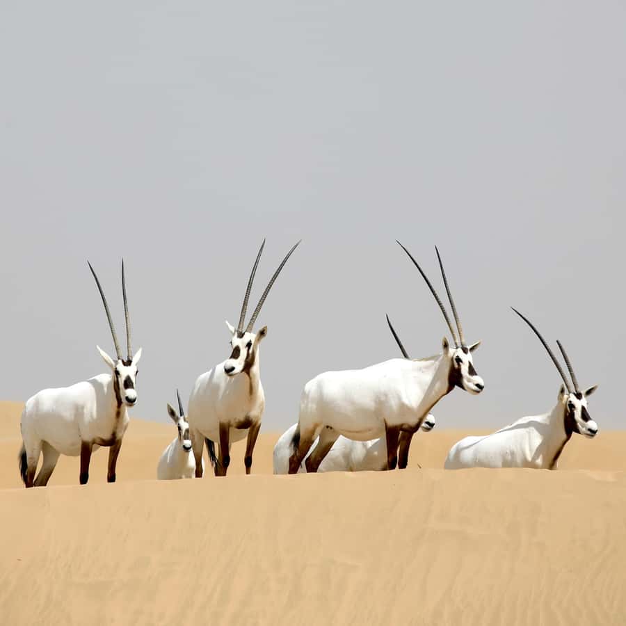Dubai: Al Marmoom Oasis Safari, Animal Spotting & Breakfast - Falcon photographs and traditional clothing