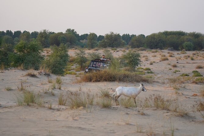 Dubai: Al Marmoom Oasis Vintage Safari: Camels, Stargazing & Meal - Astronomy and Bedouin navigation