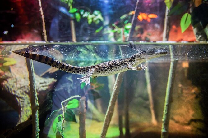 Dubai Aquarium and Underwater Zoo - King Croc and the larger animals
