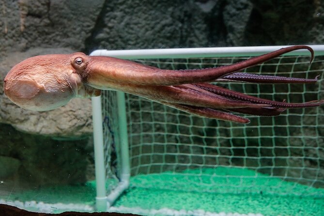 Dubai Aquarium and Underwater Zoo - Animal encounters and educational displays