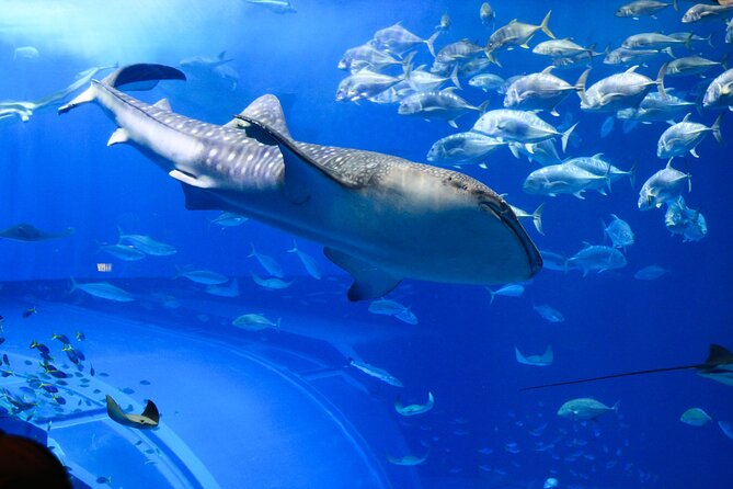 Dubai Aquarium and Underwater Zoo - Price and overall value at $60.82