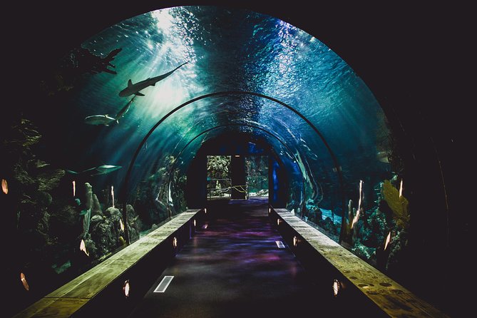 Dubai Aquarium and Underwater Zoo Admission Ticket with Options - Choosing between basic admission and extra activities
