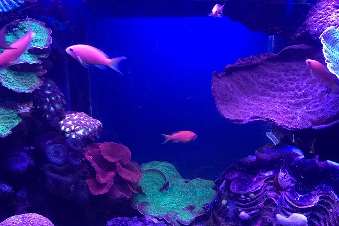 Dubai Aquarium and Underwater Zoo Admission Ticket with Options - Finding the entrance and handling your ticket